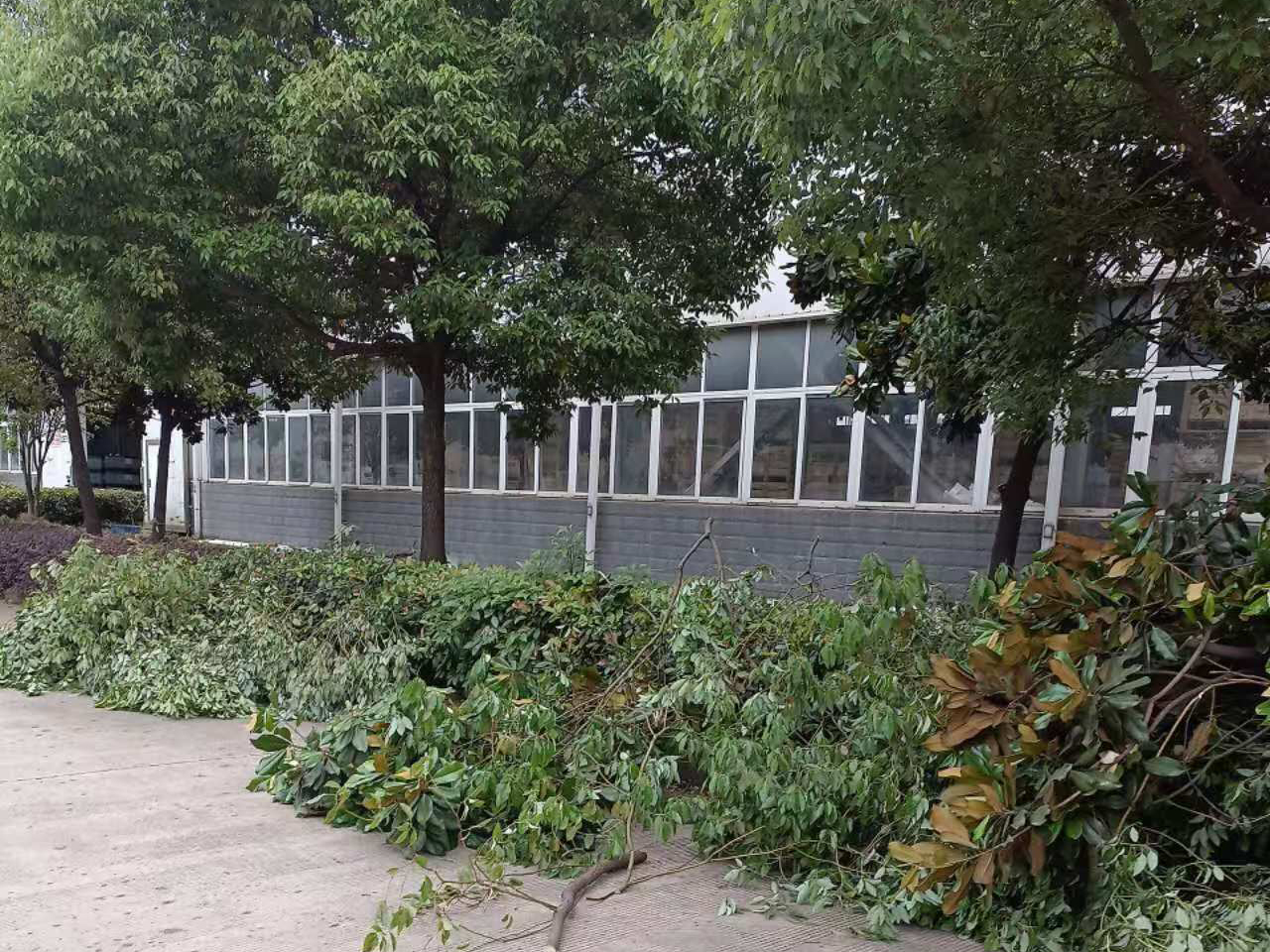 安徽皖新电机有限公司厂区园林绿化养护改造工程(图2) 微信图片_20240812093551 副本.jpg